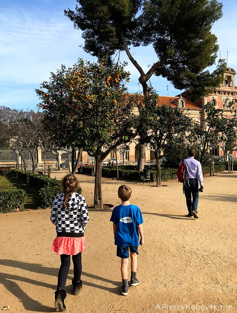 orange trees barcelona on the happy list