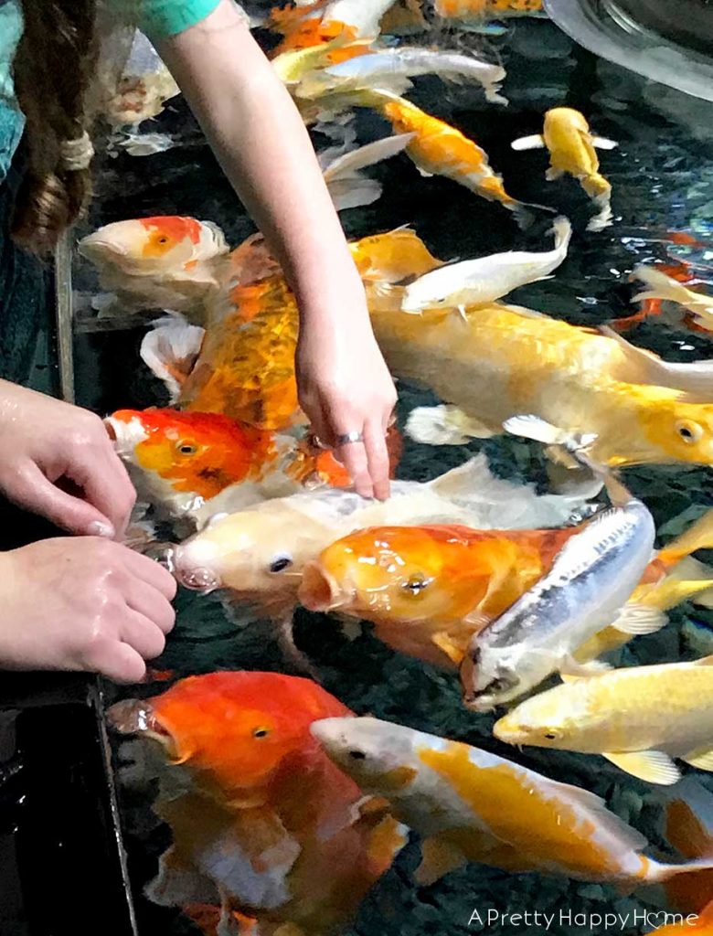 paris aquarium touch tank on the happy list