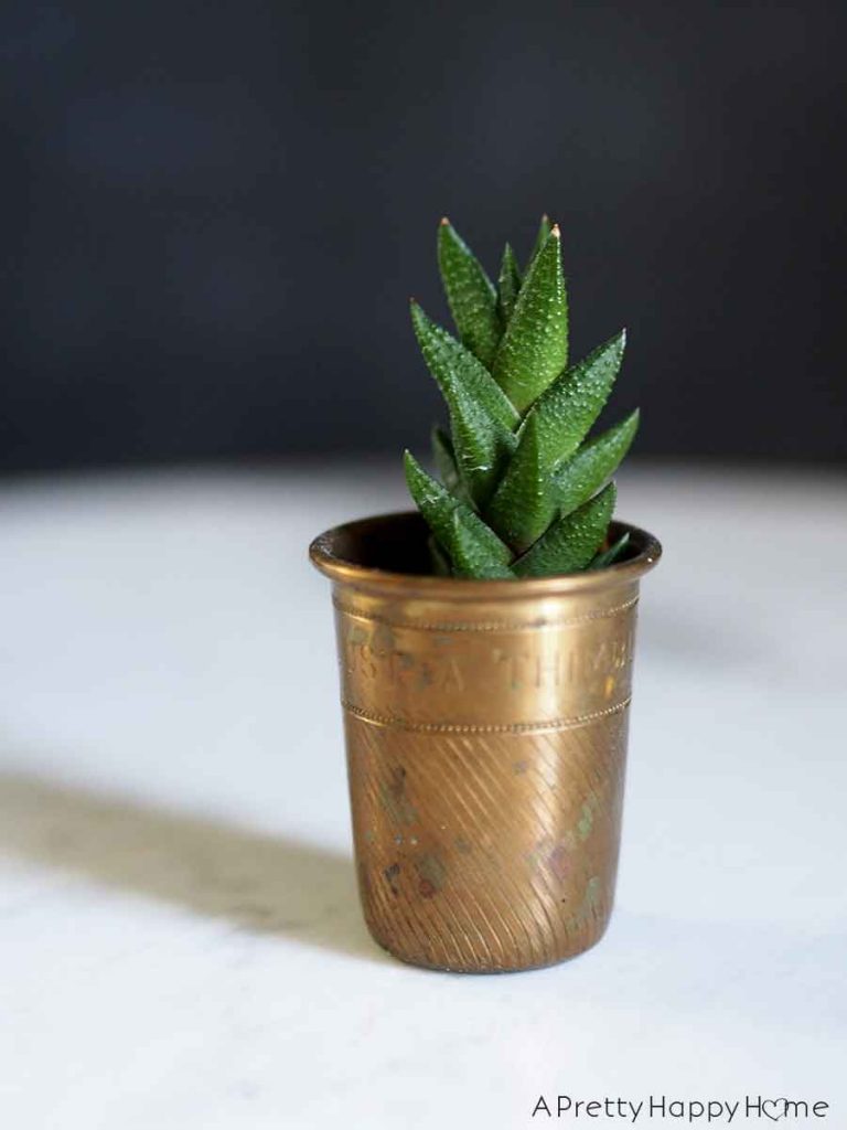 shot glass Unexpected Succulent Planters 