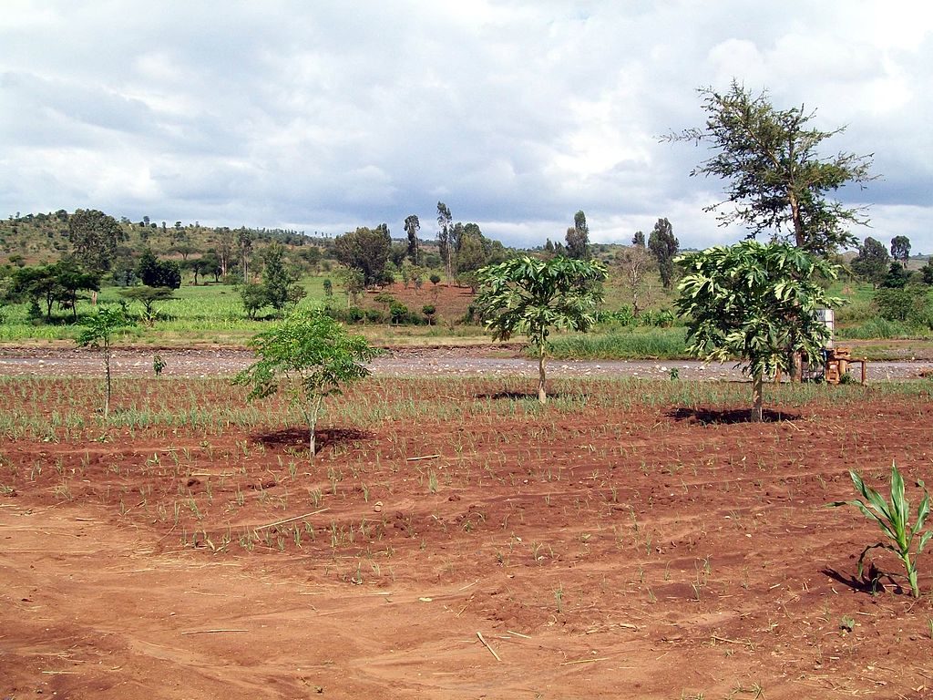 trees for the future ethiopia