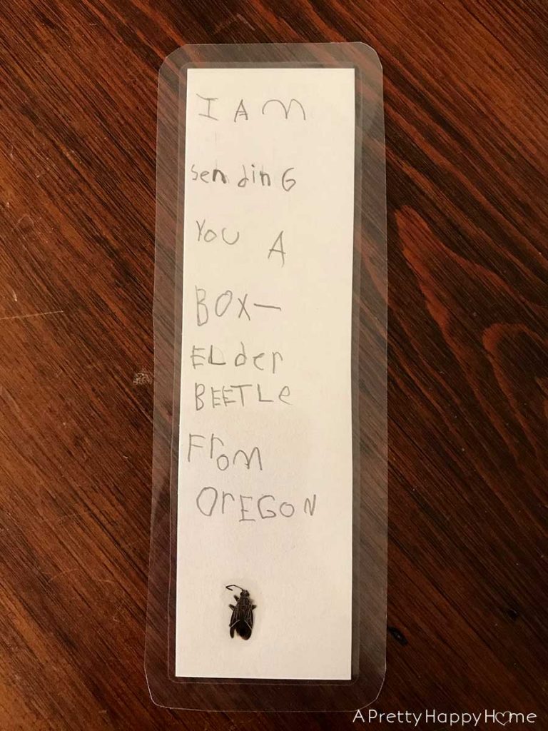 box elder beetle bookmark on the happy list