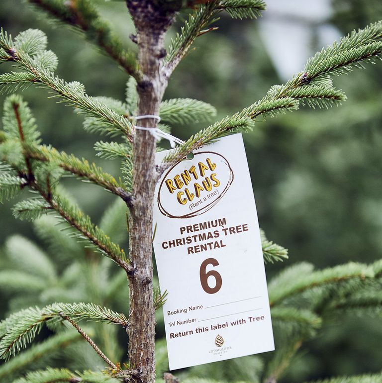 rent a christmas tree rental claus via country living on the happy list