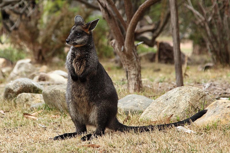 swamp wallaby via wikipedia on the happy list