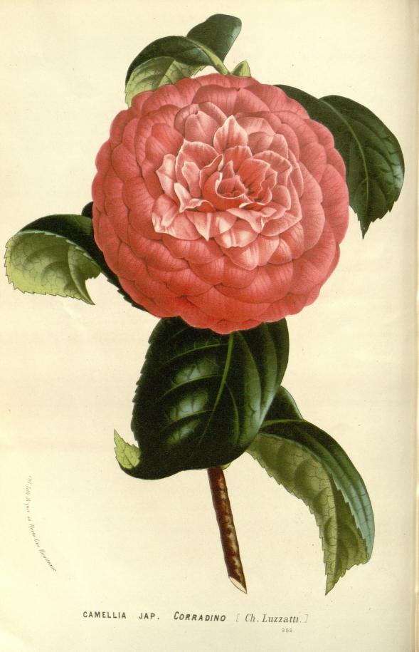 flower from biodiversity heritage library on the happy list