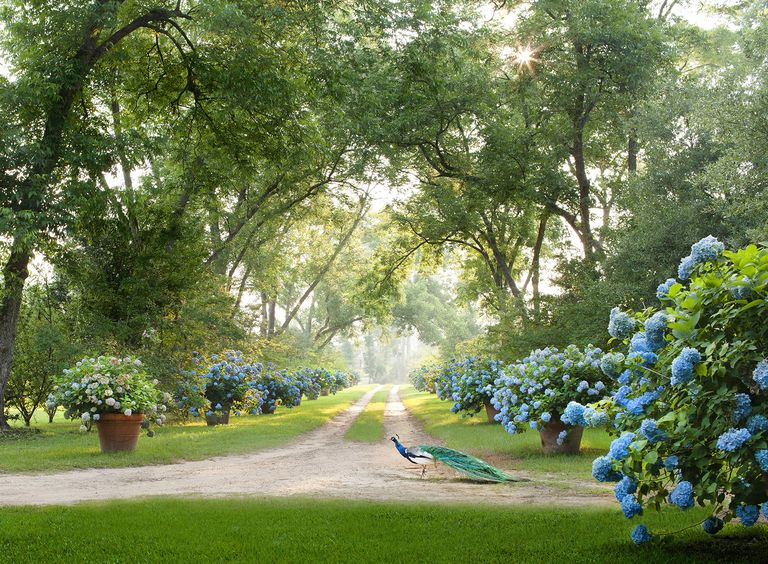 hydrangea in pots by max kim bee via elle decor on the happy list