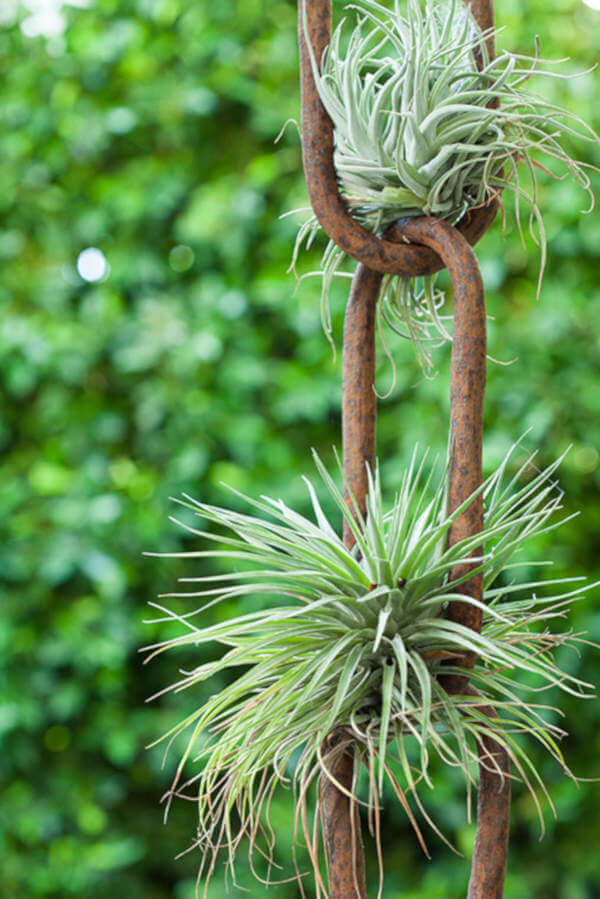air plants on a chain via desire to inspire on the happy list