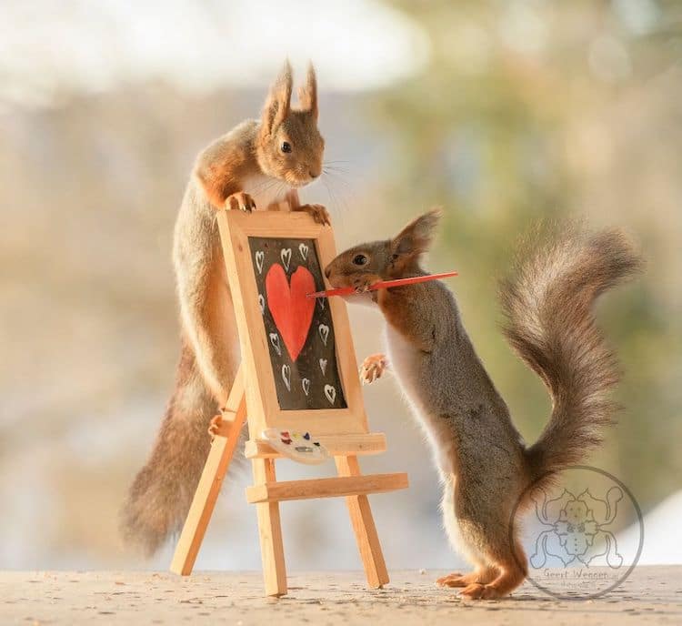 squirrel photos geert weggen via my modern met on the happy list