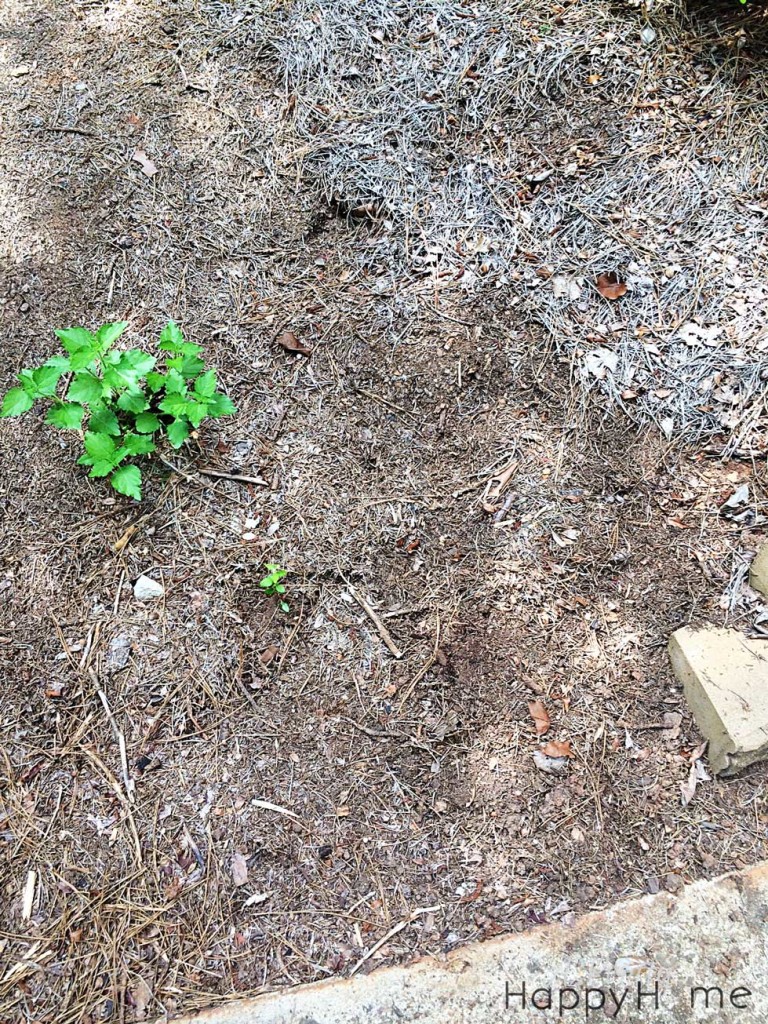 Turtle nest covered up