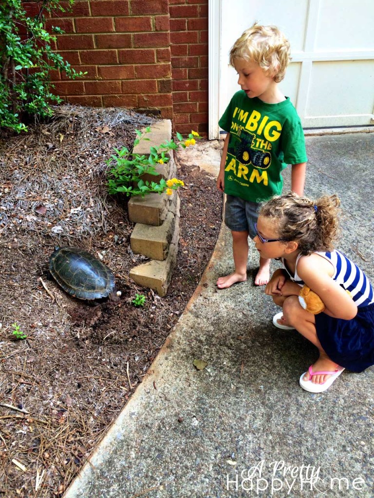 Turtle laying eggs