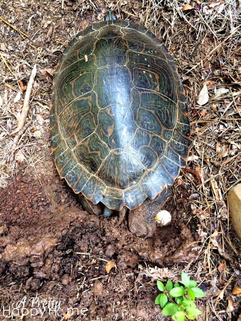Turtle laying eggs