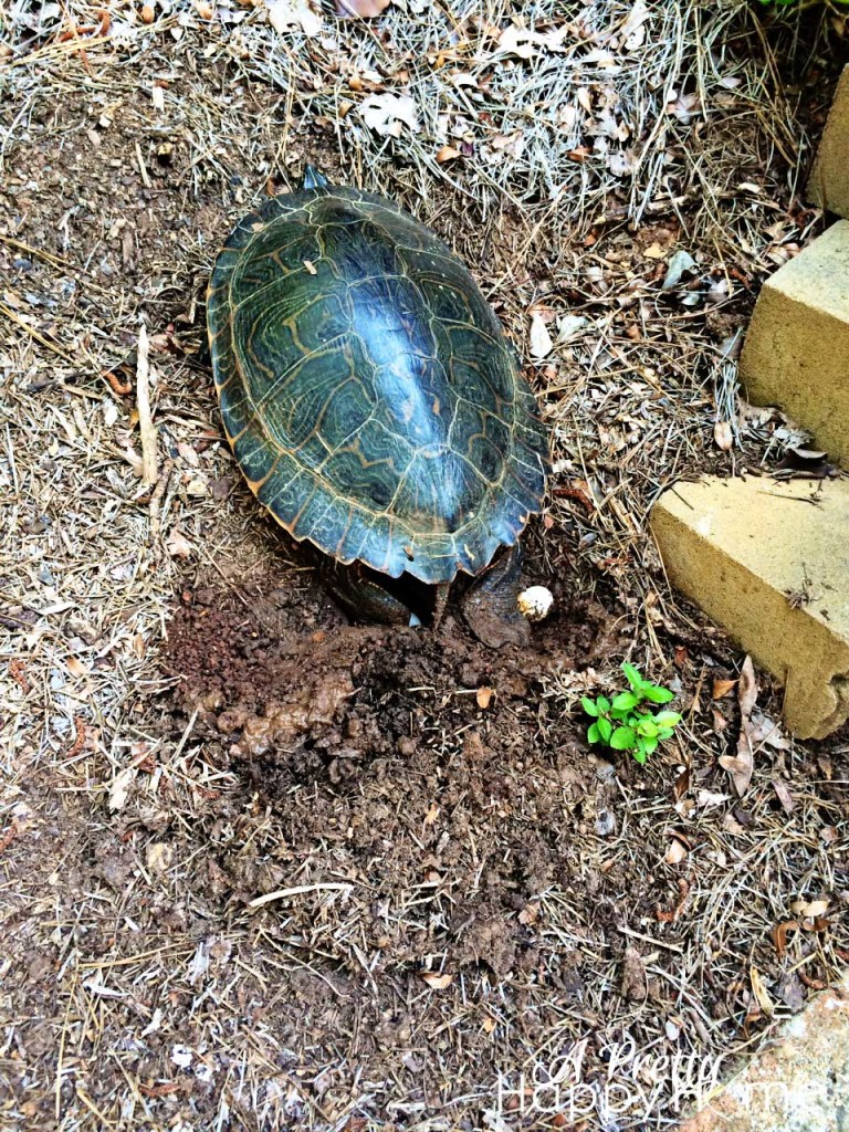 Turtle laying eggs in Georgia