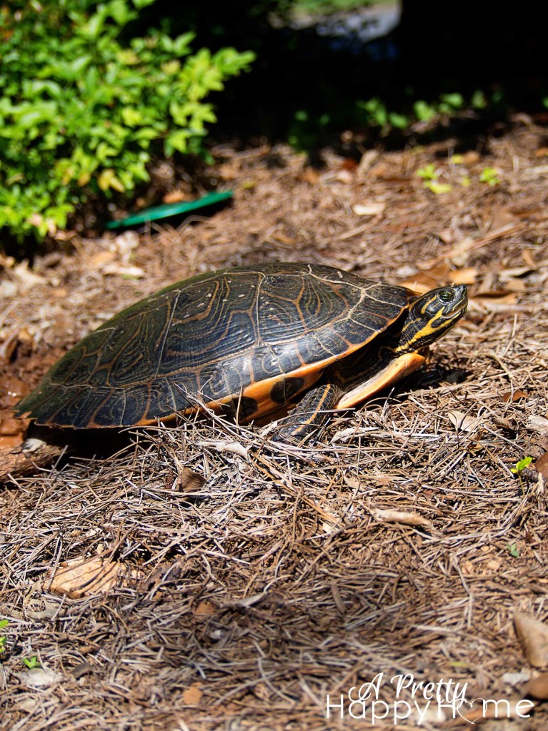 Turtle in Georgia