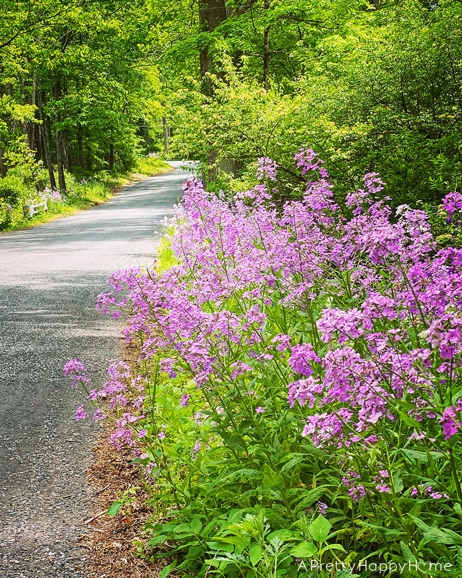 flowers on county road summer bucket list: covid-19 edition