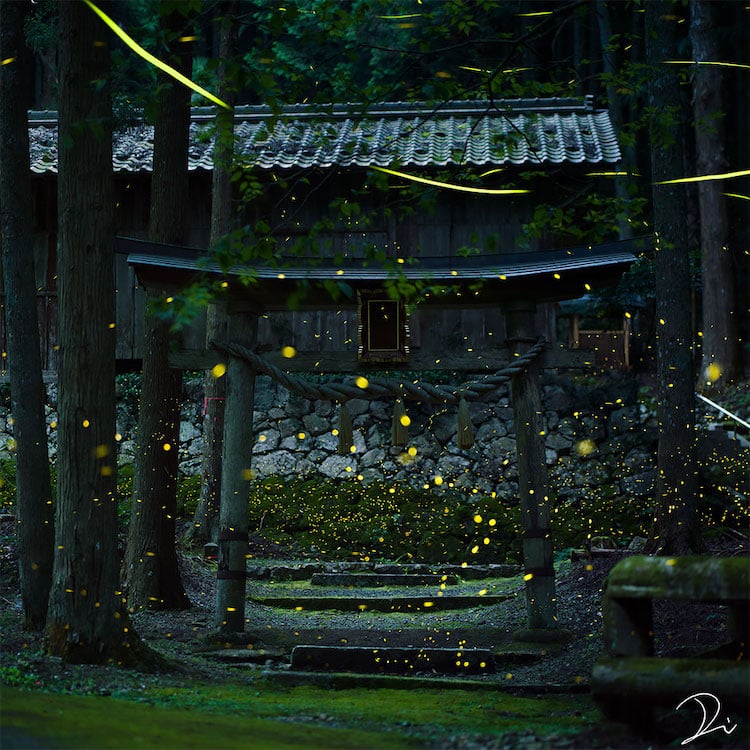 via my modern met Japanese photographer Usadadanuki fireflies on the happy list