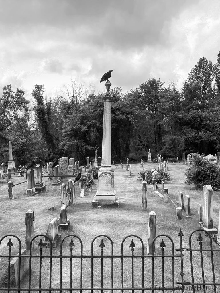 halloween turkey vulture in cemetery on the happy list