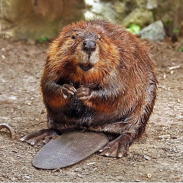 beaver