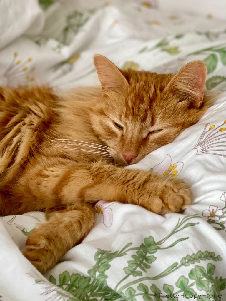 sleeping cat diy pest control tips