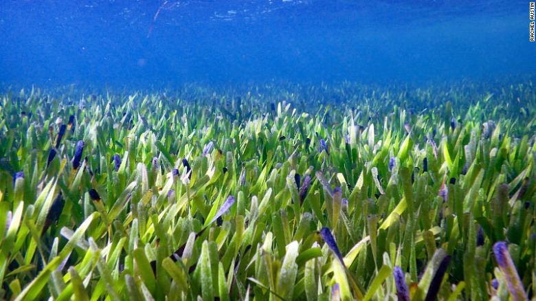 world's largest seagrass australia via cnn on the happy list