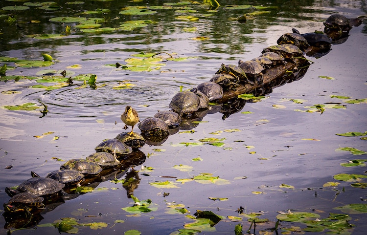 “Excuse Me, Pardon Me” by Ryan Sims Comedy Wildlife Awards Contestant 2022 via my modern met on the happy list