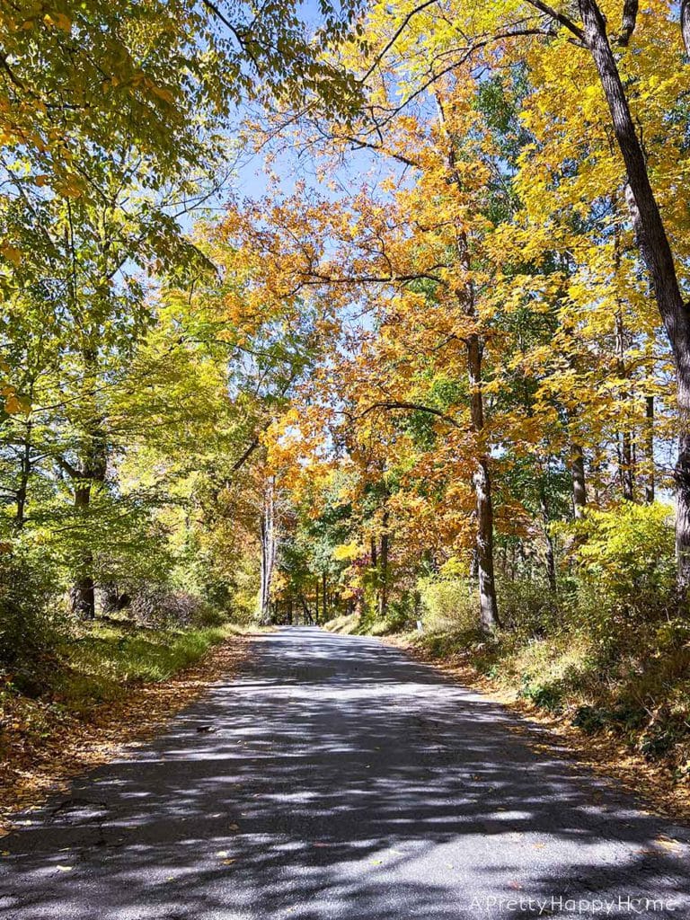 Enjoying The Last Bit of Autumn New Jersey road with yellow leaves October 2022