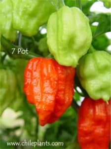 7 pot pepper plants Cross County Nurseries on the happy list