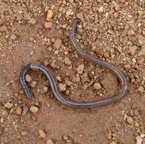earthworm wikimedia commons 