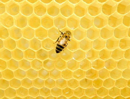western honey bee on a honeycomb photo credit Matthew T Rader, https://matthewtrader.com, CC BY-SA 4.0 <https://creativecommons.org/licenses/by-sa/4.0>, via Wikimedia Commons