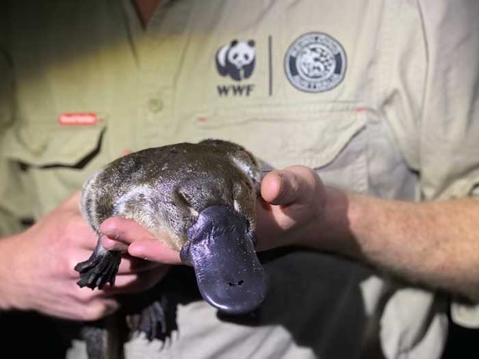 platypus credit WWF-Australia / Rob Brewster via smithsonian mag on the happy list