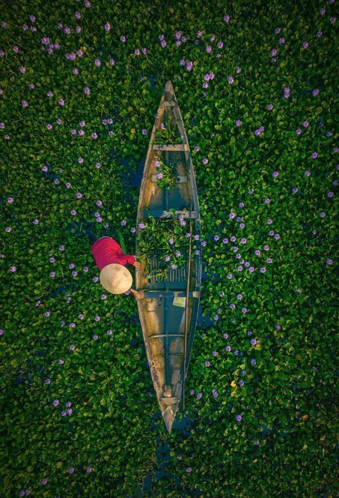 Blooming water hyacinth in Hoi An, Quang Nam province. All images © Pham Huy Trung via This Is Colossal on the happy list