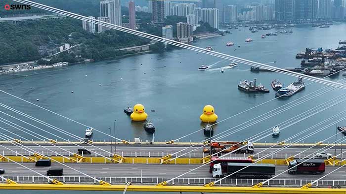 giant rubber ducks floating in hong kong 2023 photo by SWNS via Good News Network on the happy list
