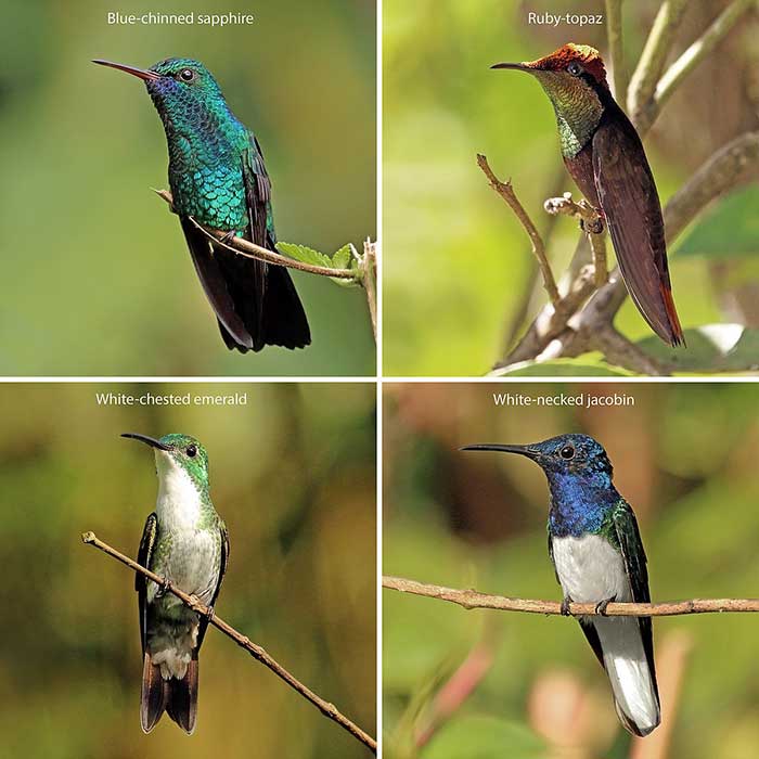 trinidad and tobago hummingbirds taken by charles j sharp via wikimedia on the happy list