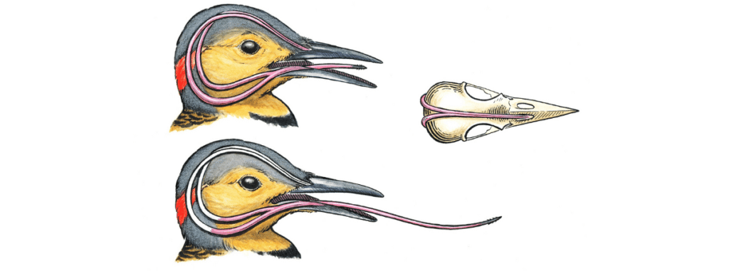 woodpecker tongue diagram illustrated by denise takahashi via abc birds on the happy list
