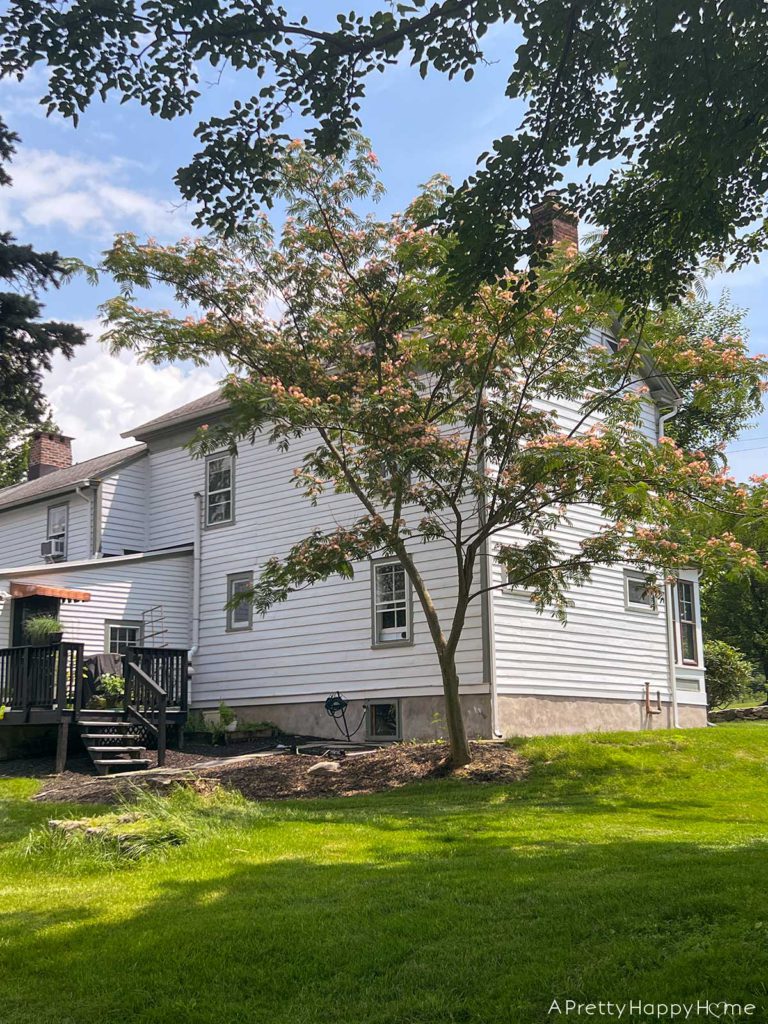 The Best Part Of Summer is being outside mimosa tree blooming in summer outside of a white farmhouse