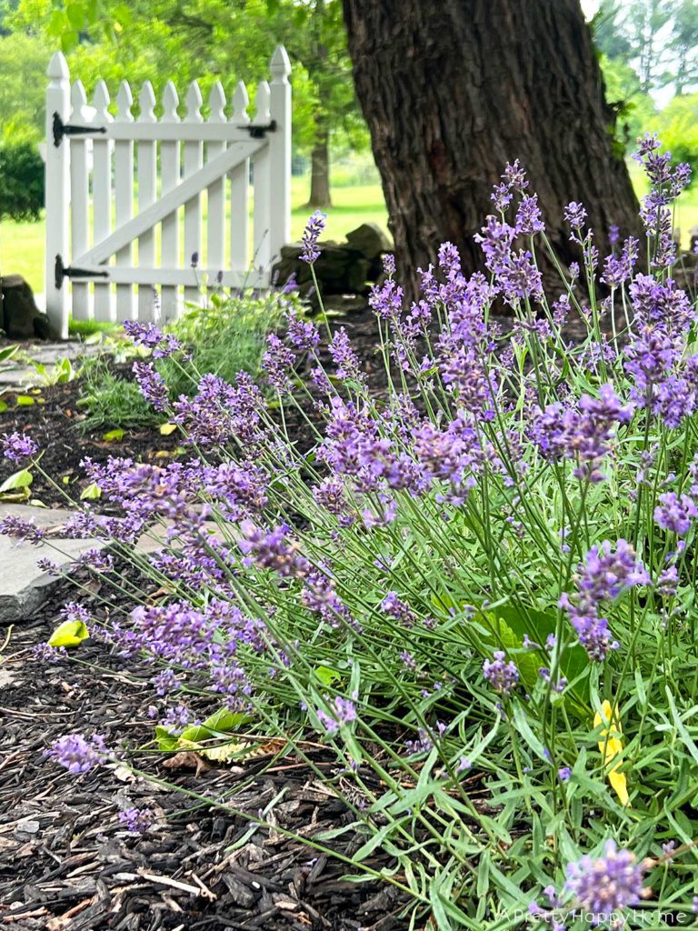 The Best Part Of Summer is being outside lavender plant growing in front of a white picket gate