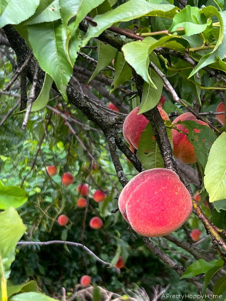 The Best Part Of Summer is being outside with peaches growing on a tree thin peaches to get the best growth