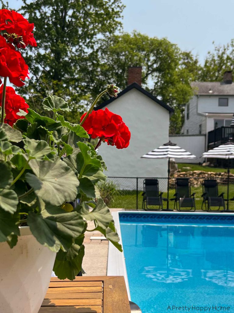 The Best Part Of Summer is being outside and swimming in a pool. red geraniums frame a pool with black and white sun umbrellas