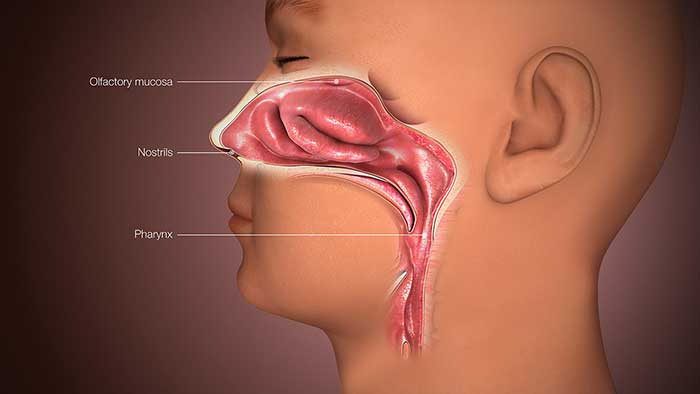 medical animation of a nose from scientific animations via wikimedia commons on the happy list