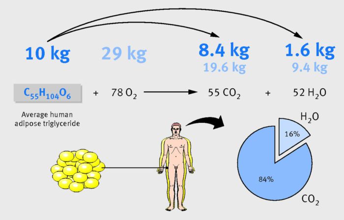 graphic showing how fat is broken down into CO2 from the british medial journal on the happy list