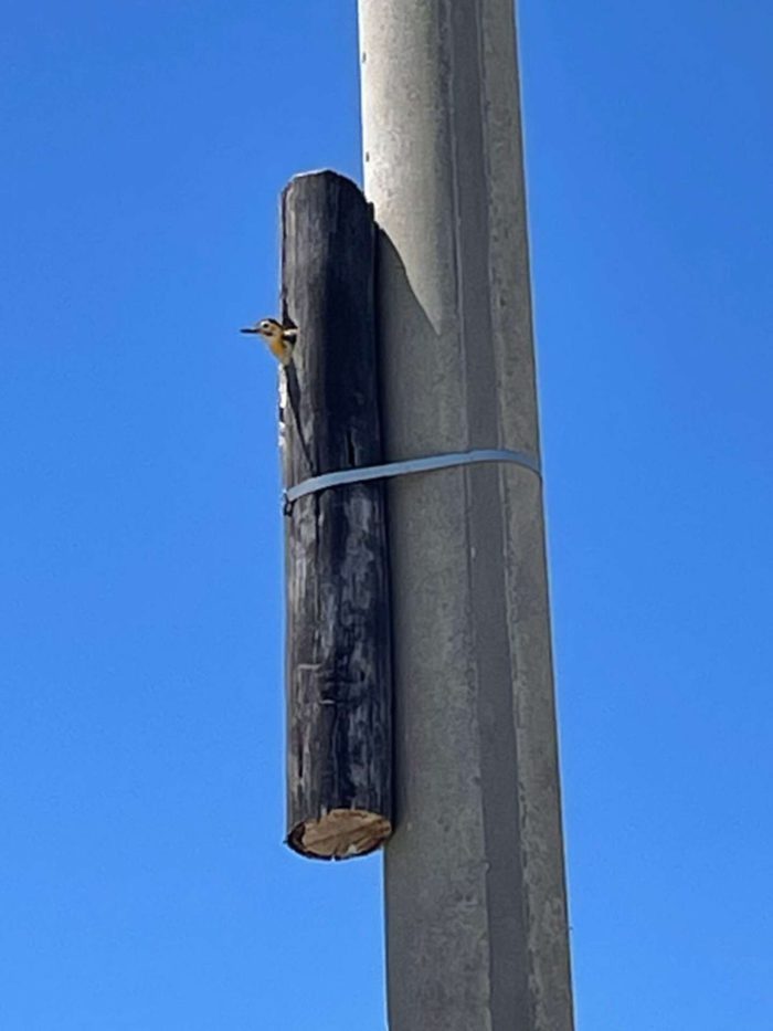 home for woodpeckers on utility pole in argentina photo by GUSTAVO OSCAR PERUSIA via the dodo on the happy list