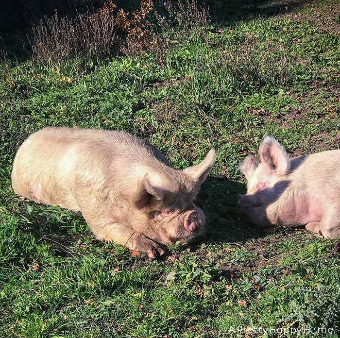 pigs lying in the sun on the happy list