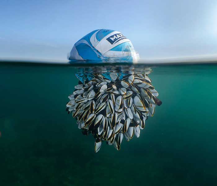 football covered in barnacles winning image by ryan stalker for british wildlife photography awards on the happy list