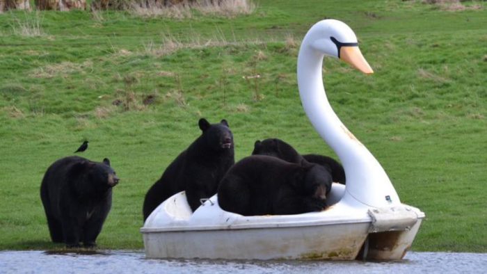 black bears playing on a swan boat at woburn safari park via the BBC on the happy list
