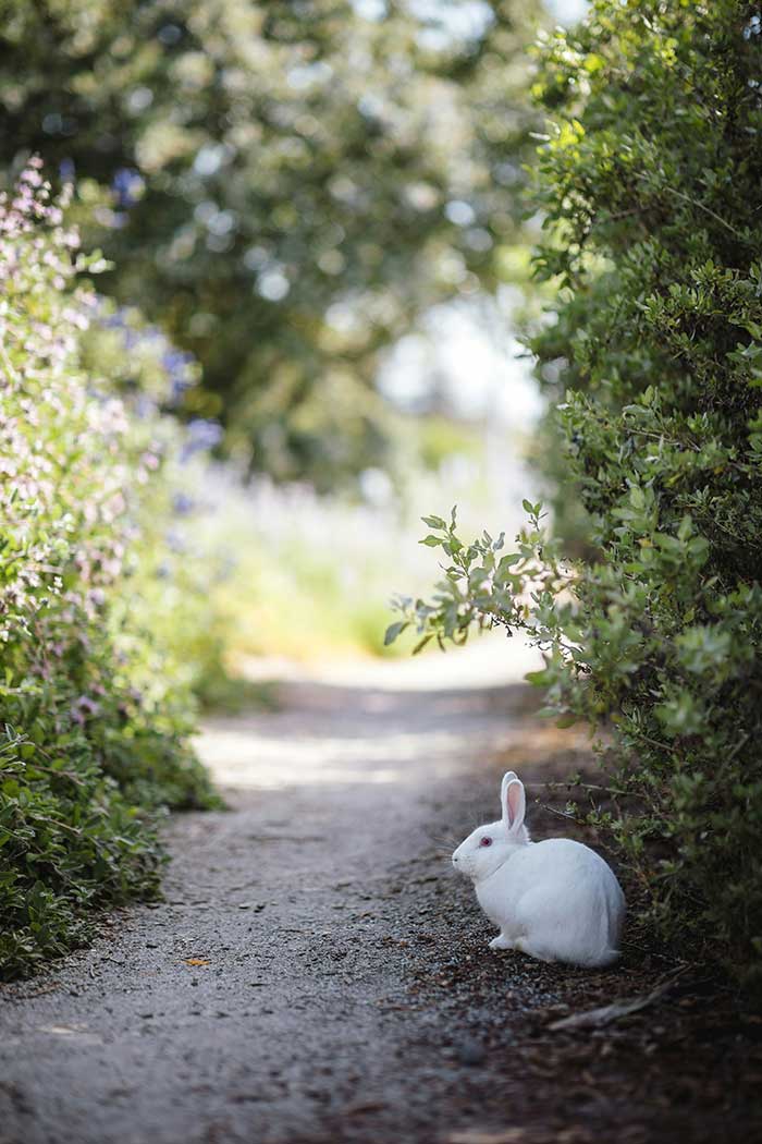 rabbit photo by jason leung via unsplash on the happy list