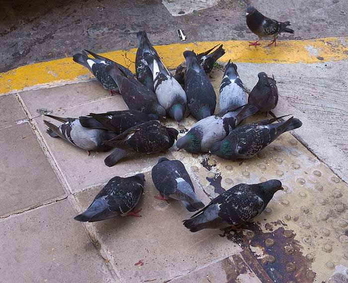 Pidgeons eating on the street, Buenos Aires, Argentina wikimedia commons author Ezarate