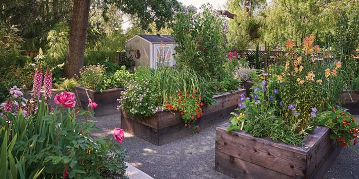 pine house edible gardens raised beds photo by thomas j story for sunset magazine on the happy list