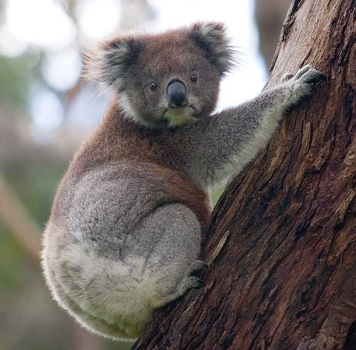 koala climbing tree Great Otway National Park (Australia) via wikimedia commons