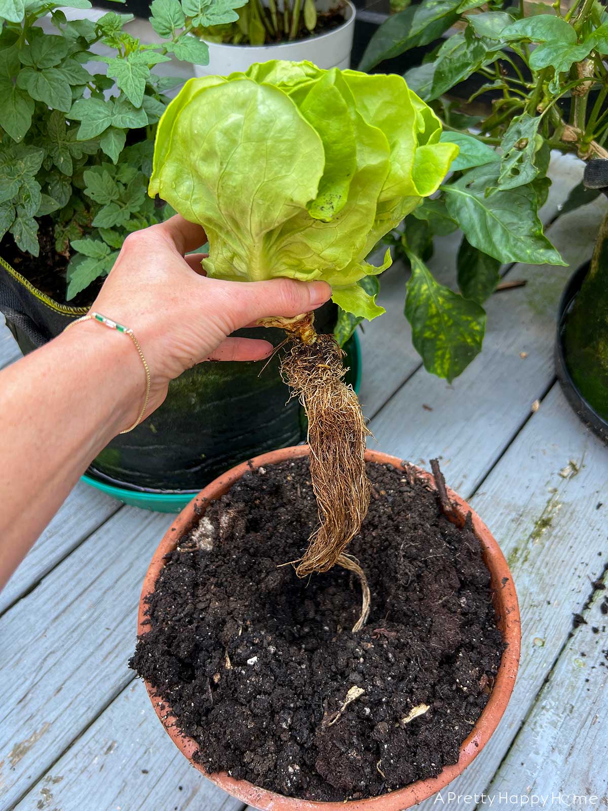 How to Plant Hydroponic Lettuce From the Grocery Store