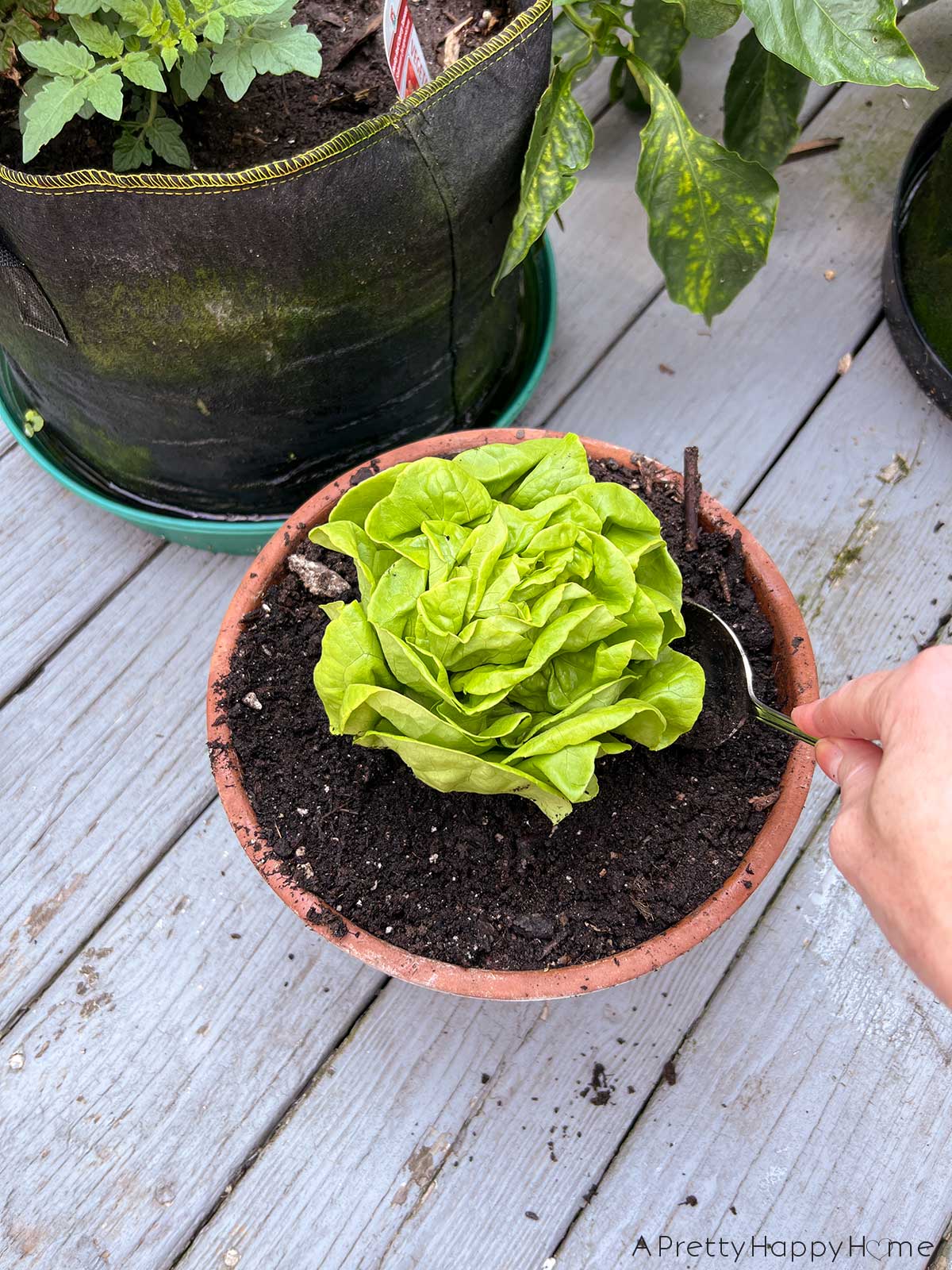 How to Plant Hydroponic Lettuce From the Grocery Store