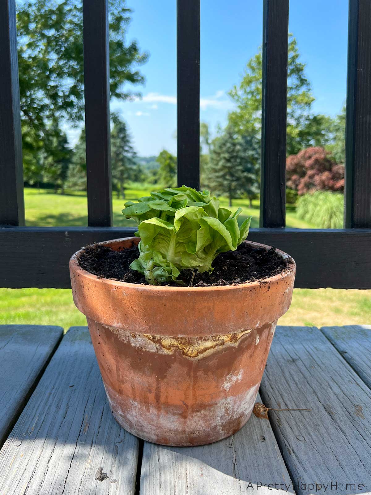 How to Plant Hydroponic Lettuce From the Grocery Store