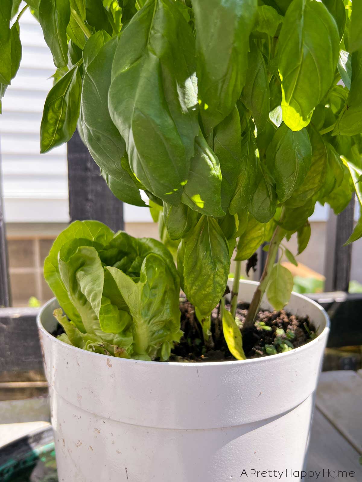 How to Plant Hydroponic Lettuce From the Grocery Store